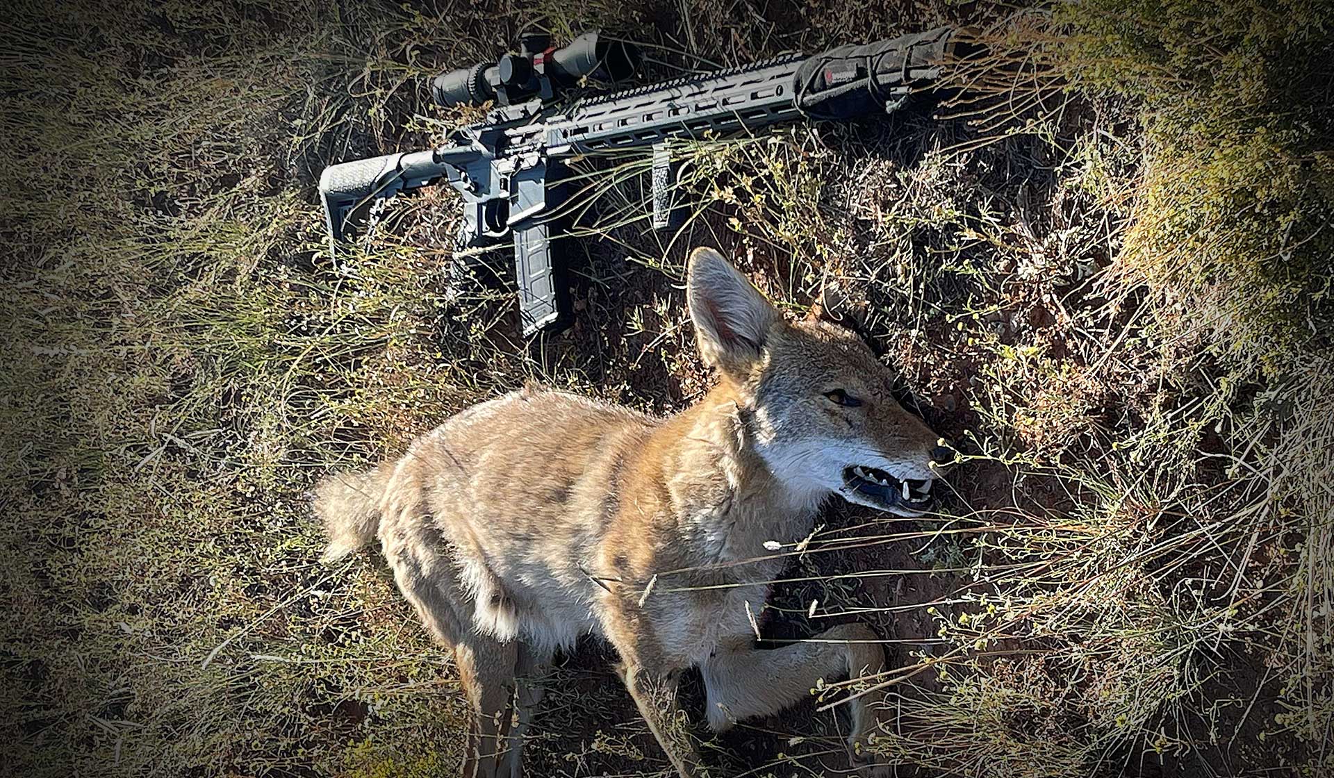 Predator Hunting with a Daniel Defense V7 - Coyote